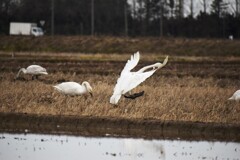 野鳥撮影6