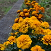 公園の小さな賑わい２