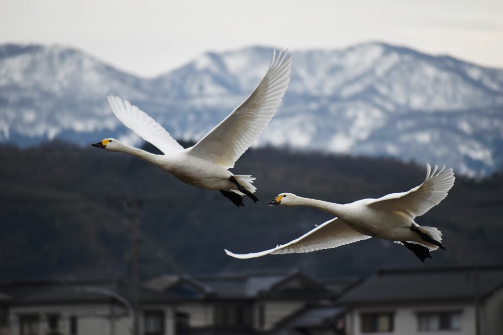 野鳥撮影9