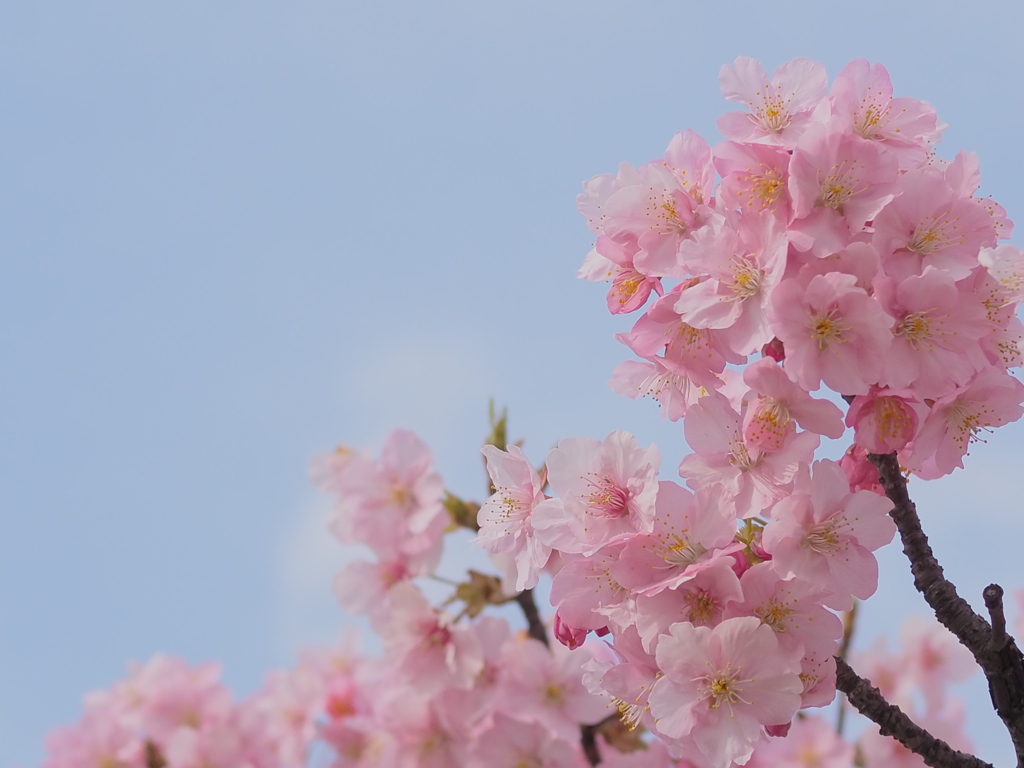 河津桜3