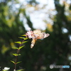 新潟ツーリングの一コマ - トキの森公園の蝶々
