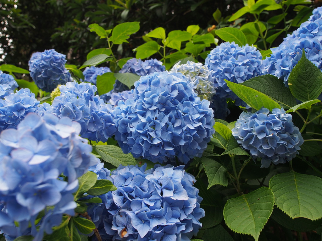 南沢あじさい山の紫陽花