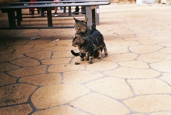 銀塩写真　明治村の猫