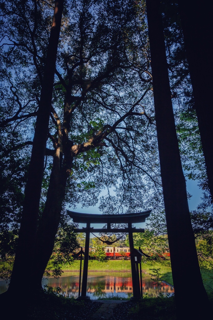 鳥居と水面