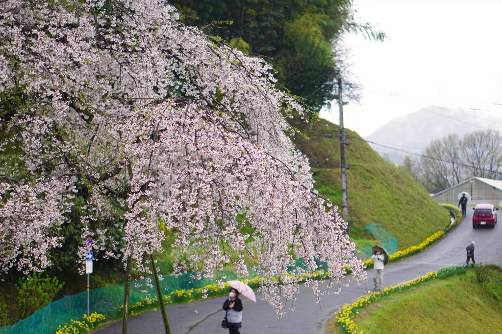 枝垂れ桜