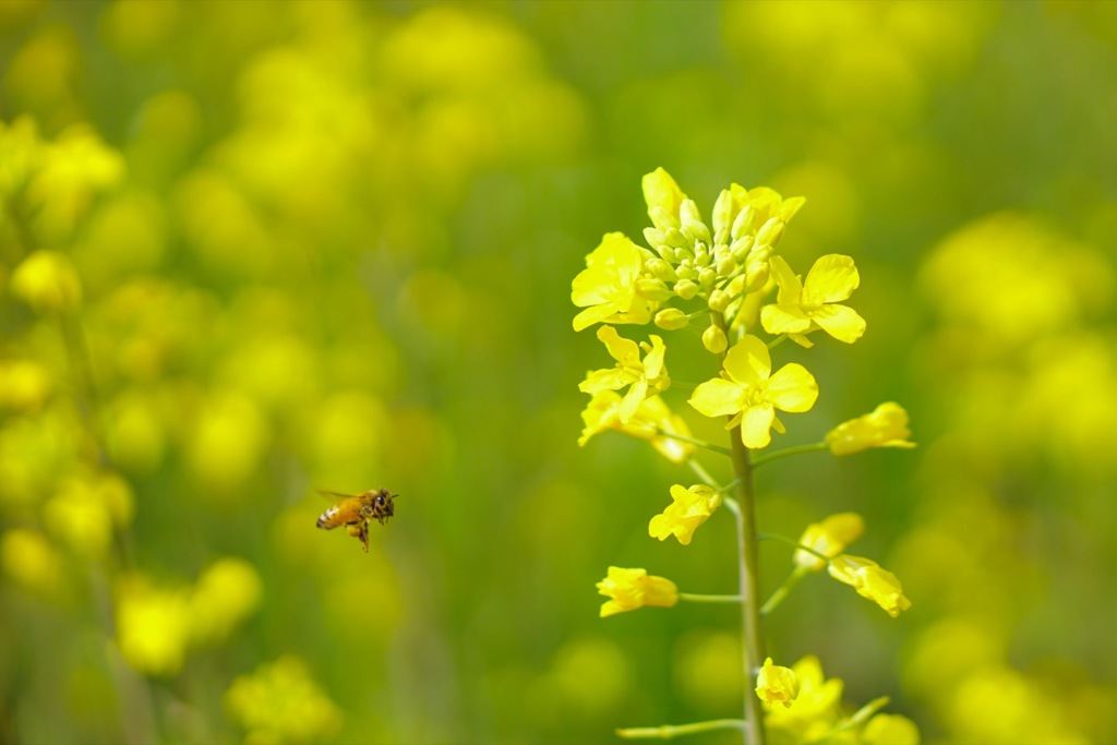 こっちの蜜は美味しそう