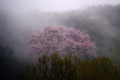 霞む桜