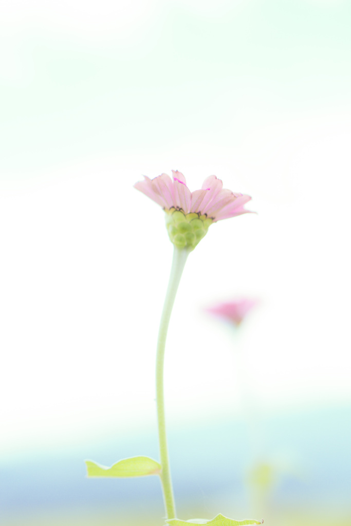 野に咲く花