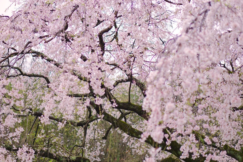 枝垂れ桜