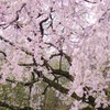 枝垂れ桜