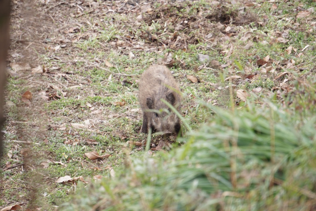 であいがしらに