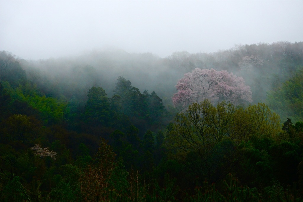 霞む山