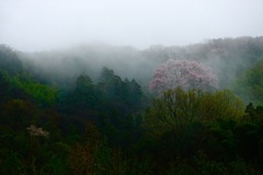 霞む山