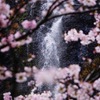 滝と桜