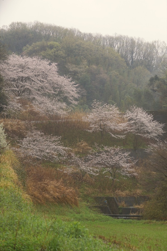 春霞の中