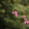紅梅