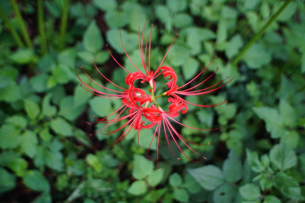 曼珠沙華