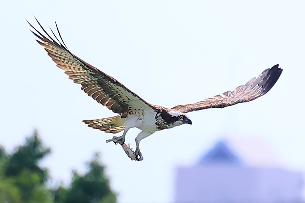 _R4A0695800200929134049_