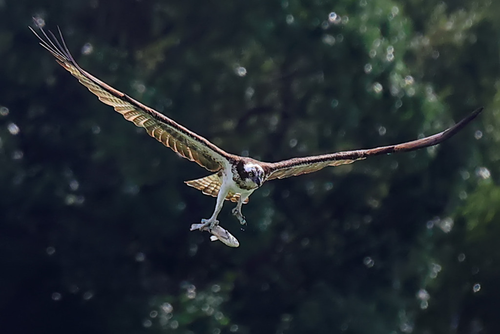 _R4A0660800200929134047_