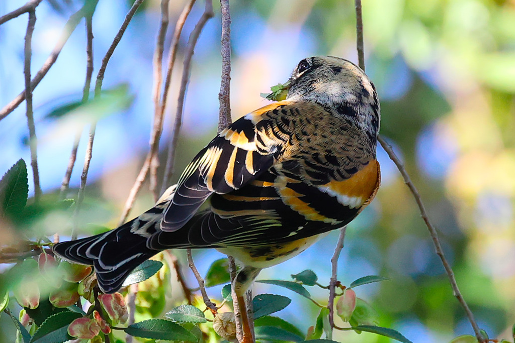 _R4A9936800201025113657_