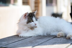 田代島 2024.04.13