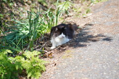 田代島 2024.04.13