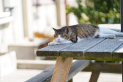 田代島 2024.04.13