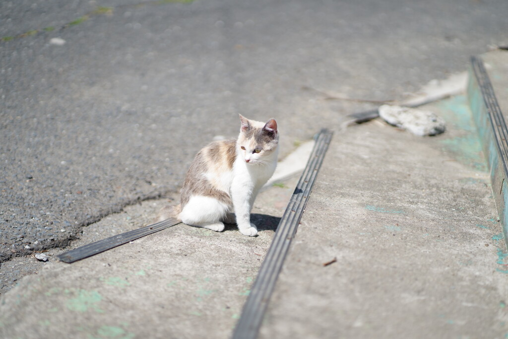 田代島 2024.04.13