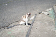 田代島 2024.04.13