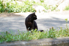 田代島 2024.04.13