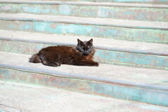 田代島 2024.04.13