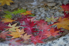 昭和記念公園 日本庭園