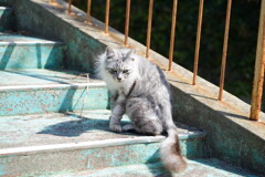 田代島 2024.04.13