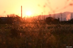 2025.11_夕日に踊るエノコログサ