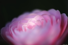 2025.4_pink