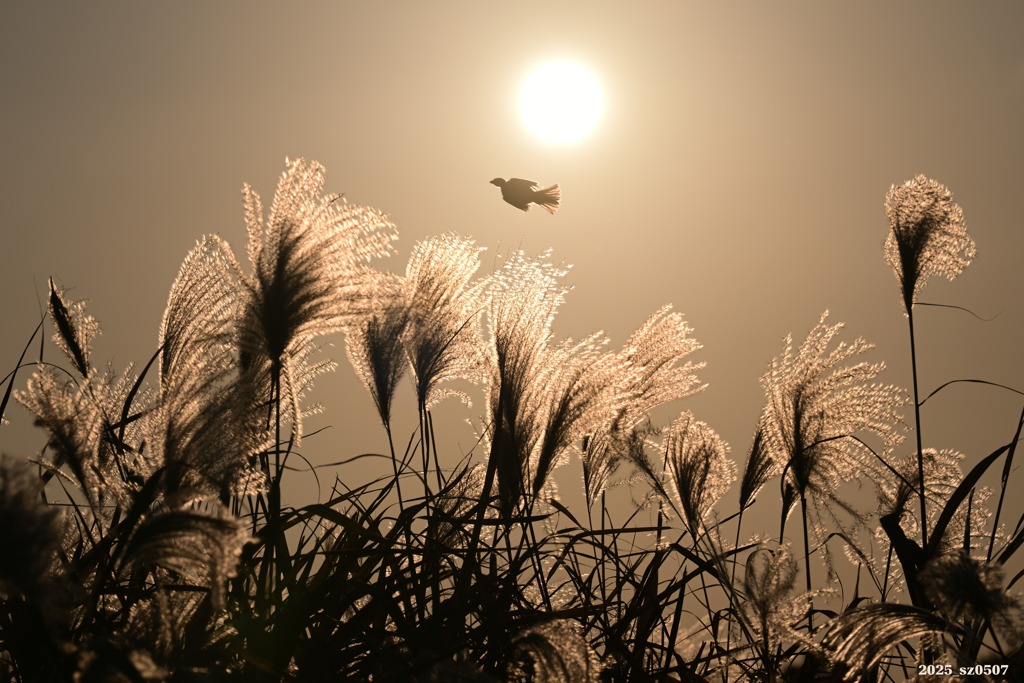 2025.11_君の名は