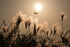 2025.11_君の名は