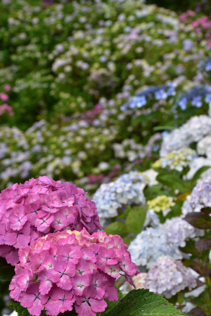 紫陽花の谷