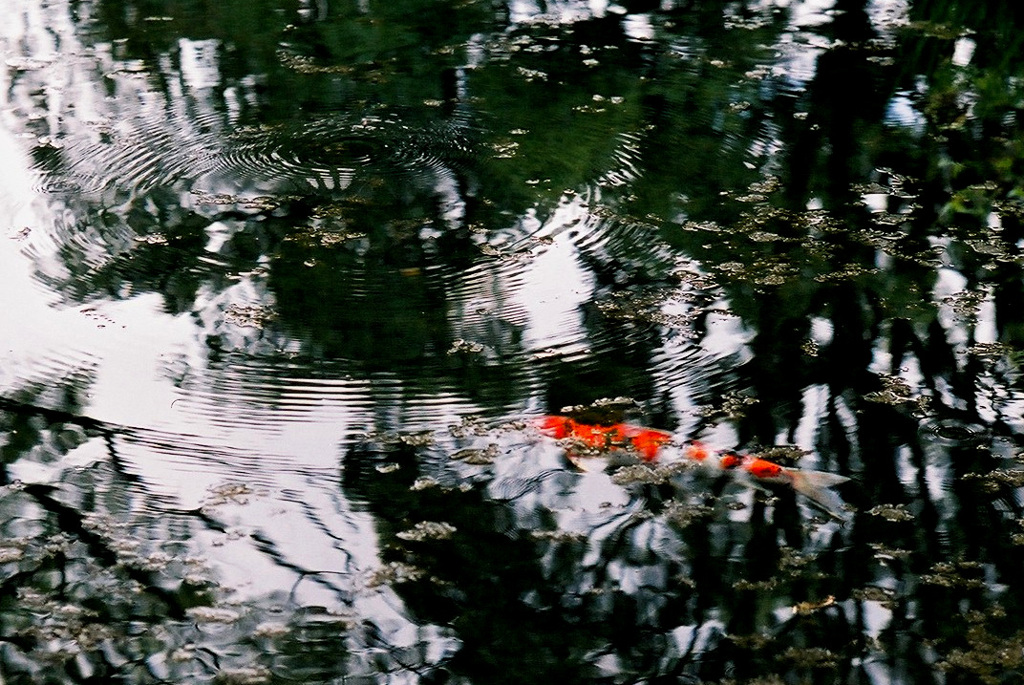 フィルム散歩_水面