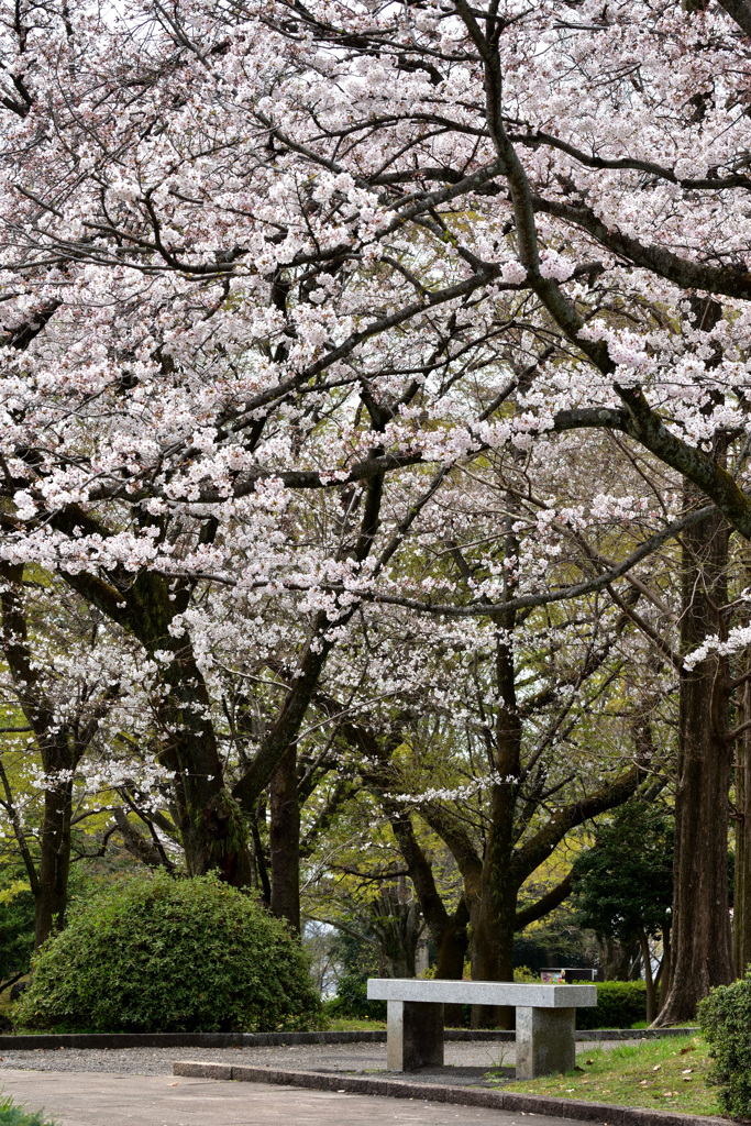 桜花の下、誰を待ちますか。