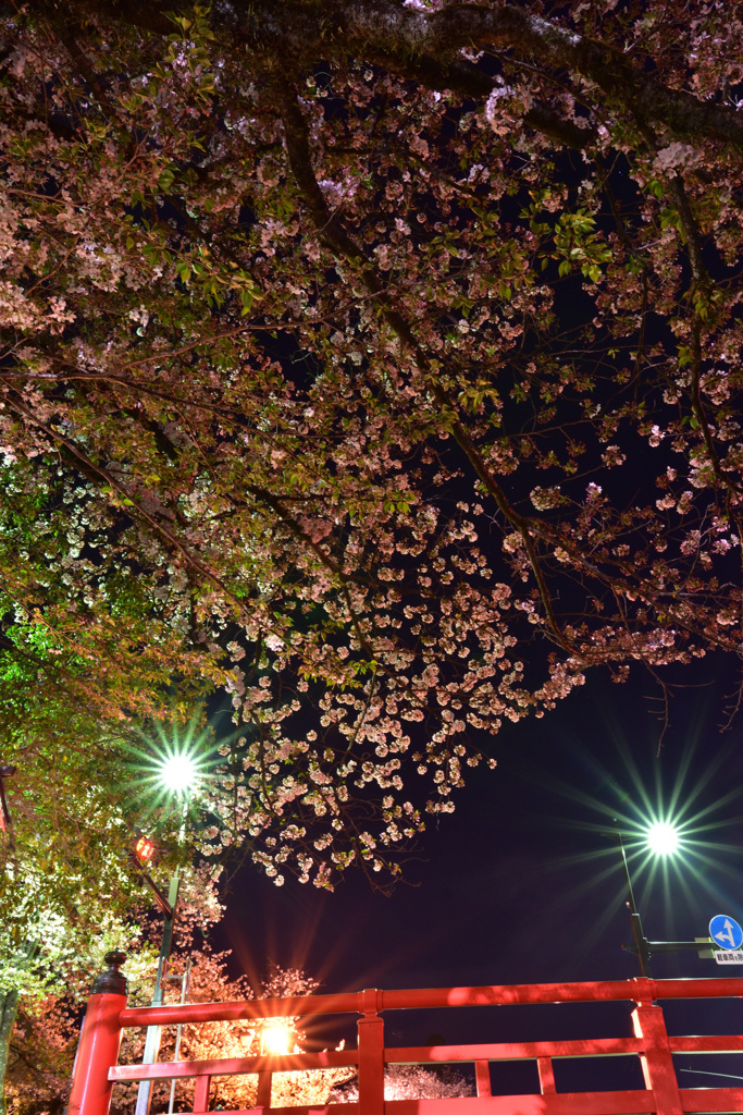 夜桜