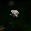 白薔薇