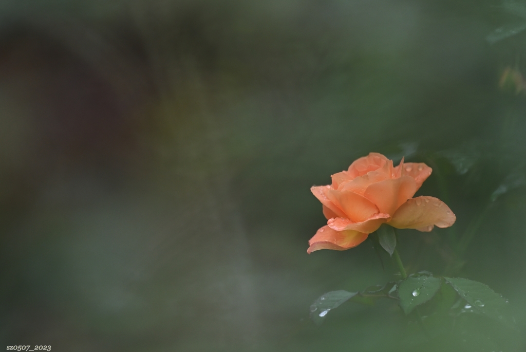薔薇 -秋雨の花壇-