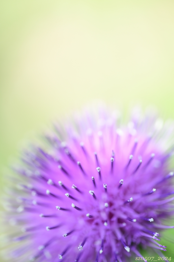 皐月の花壇2_パープル