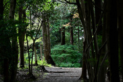 晴れ間の散歩道