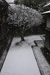 2026.2_静かに白く