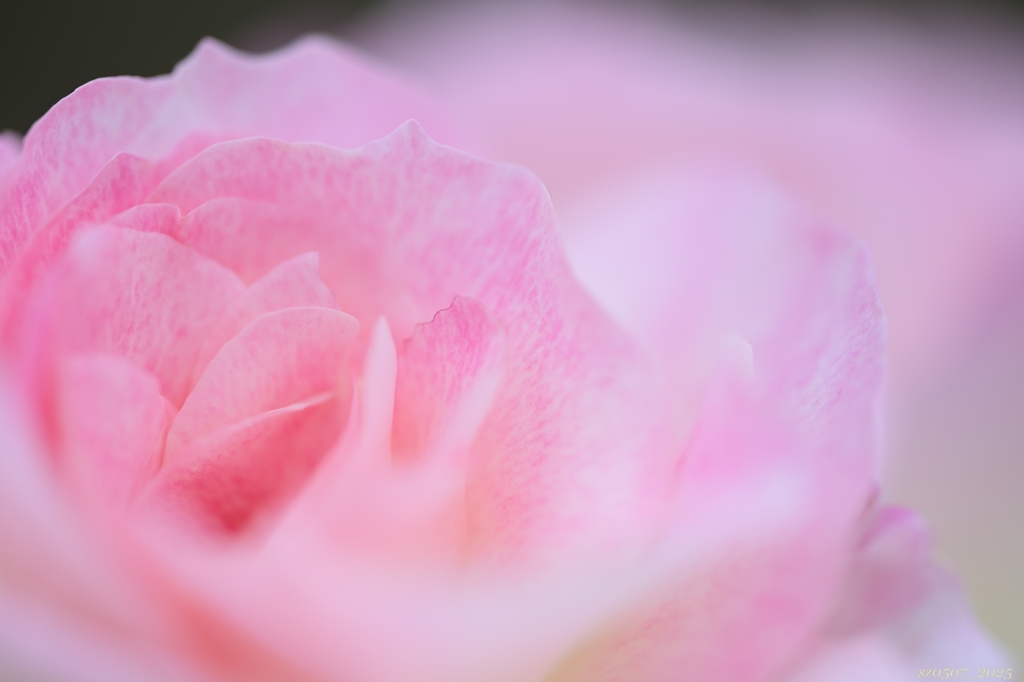 2025.6_薔薇2/2