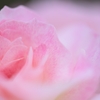 2025.6_薔薇2/2