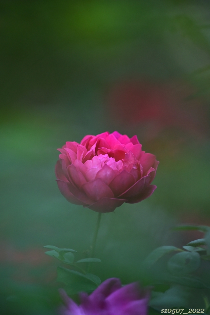 秋薔薇-1/3-
