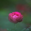 秋薔薇-1/3-